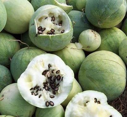 大黑瓜怎么做菜吃,解锁夏日美食新境界