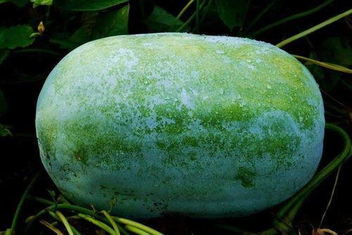 夏瓜有点黑可以吃吗,能否放心食用？