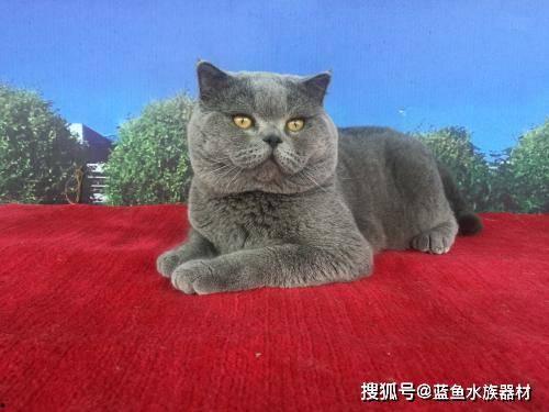 蓝猫可以吃黑瓜吗