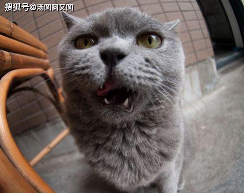 蓝猫可以吃黑瓜吗