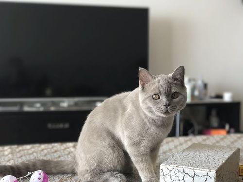 蓝猫可以吃黑瓜吗