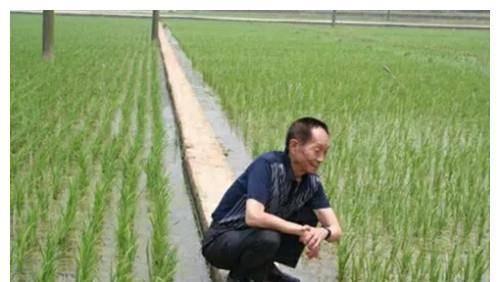 明星网红纪念袁隆平,明星网红共寄哀思，致敬杂交水稻之父