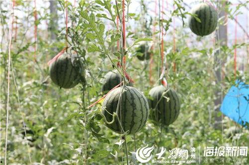 临海今日吃瓜事件视频曝光,真相揭秘引网友热议