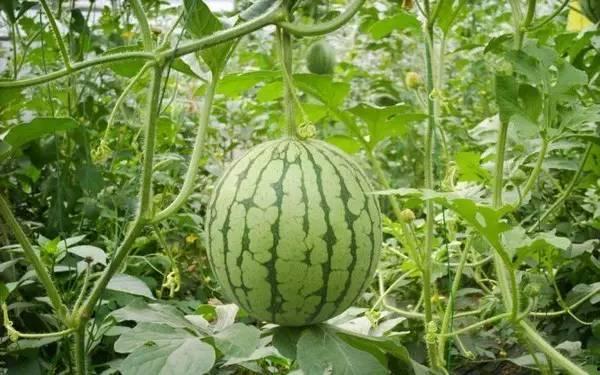 近期热门吃瓜事件四川,揭秘近期热门吃瓜事件背后的真相