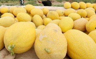 黑眉毛哈密瓜怎么吃,黑眉毛哈密瓜的多样食法探索