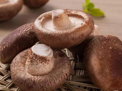 蘑菇视频黑料吃瓜大全,吃瓜大全深度解析