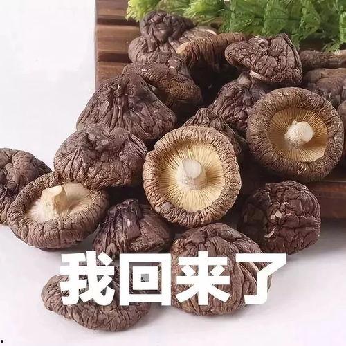 蘑菇视频黑料吃瓜大全,吃瓜大全深度解析