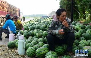 微山县近期热门吃瓜事件,揭秘近期热门吃瓜事件背后的真相