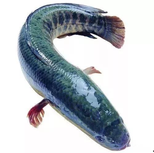 黑鱼视频吃瓜热门网站下载,热门事件背后的真相与热议