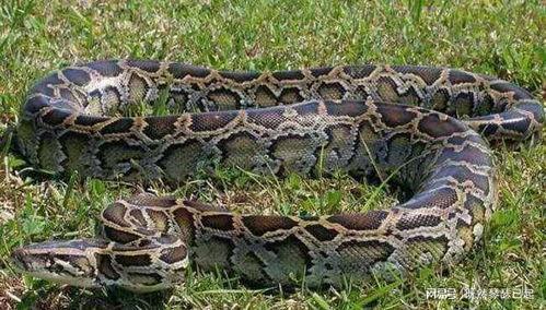 抖音大黑蟒吃瓜