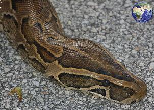 抖音大黑蟒吃瓜