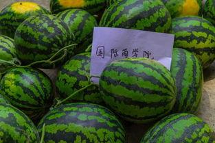 大学吃瓜大爆料,那些你不知道的吃瓜大爆料