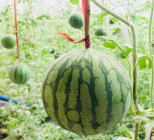 最近3天热门吃瓜事件,娱乐圈风云再起，网友热议不断