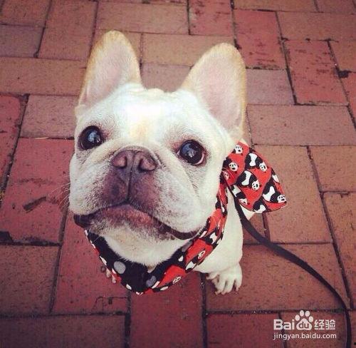 濮阳黑斗牛犬吃瓜,瓜田里的欢乐食客