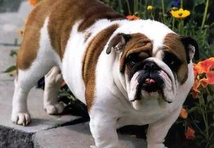 濮阳黑斗牛犬吃瓜,瓜田里的欢乐食客