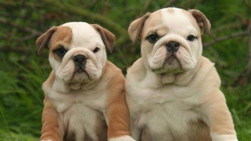 濮阳黑斗牛犬吃瓜,瓜田里的欢乐食客