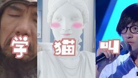 学猫叫明星网红