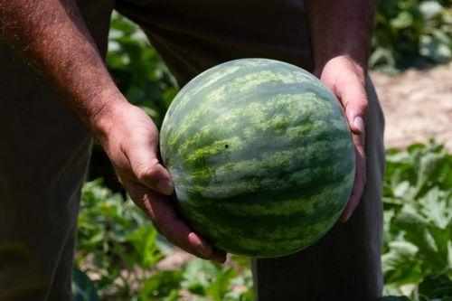 吃瓜的小二黑,揭秘瓜界风云人物