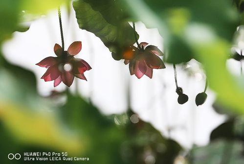 今日立秋吃秋瓜图片,探寻传统美食的秋日风情