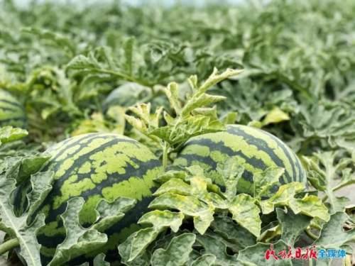 临夏吃瓜爆料内容,揭秘当地美食背后的故事与传奇