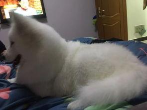 明星网红全是狗,原来他们都是狗狗的化身！