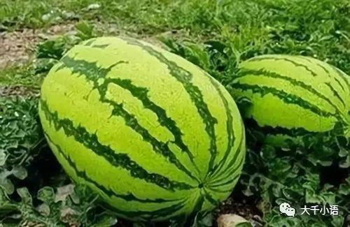 热门大瓜吃瓜爆料图片,吃瓜群众眼中的娱乐圈风云变幻