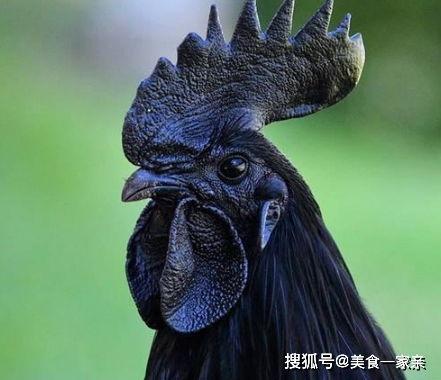 黑守瓜能给鸡吃吗,鸡的天然美食来源探索